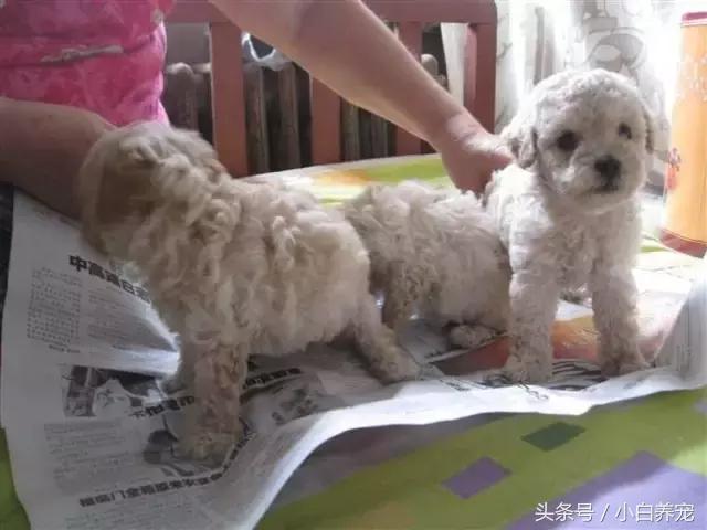 狗贩常用骗术和购犬须知,狗贩子买狗注意事项