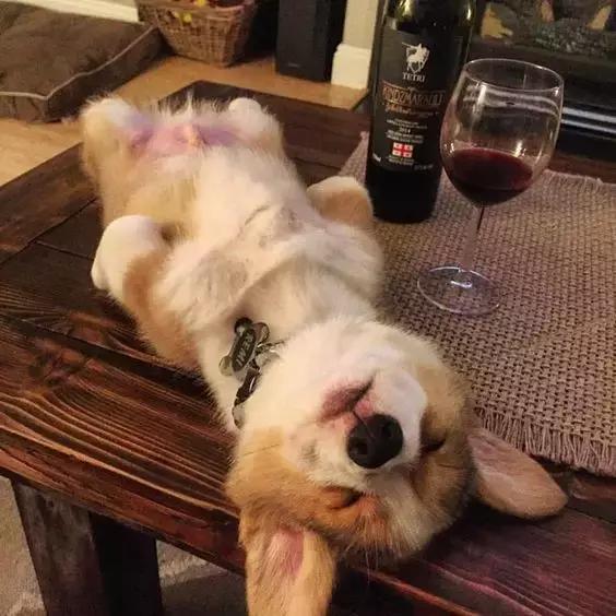 狗狗绝对不能吃的有哪些东西,宠物狗狗不能吃哪些东西