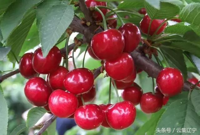 辽宁什么水果有名又好吃,辽宁冬天的应季水果都有什么