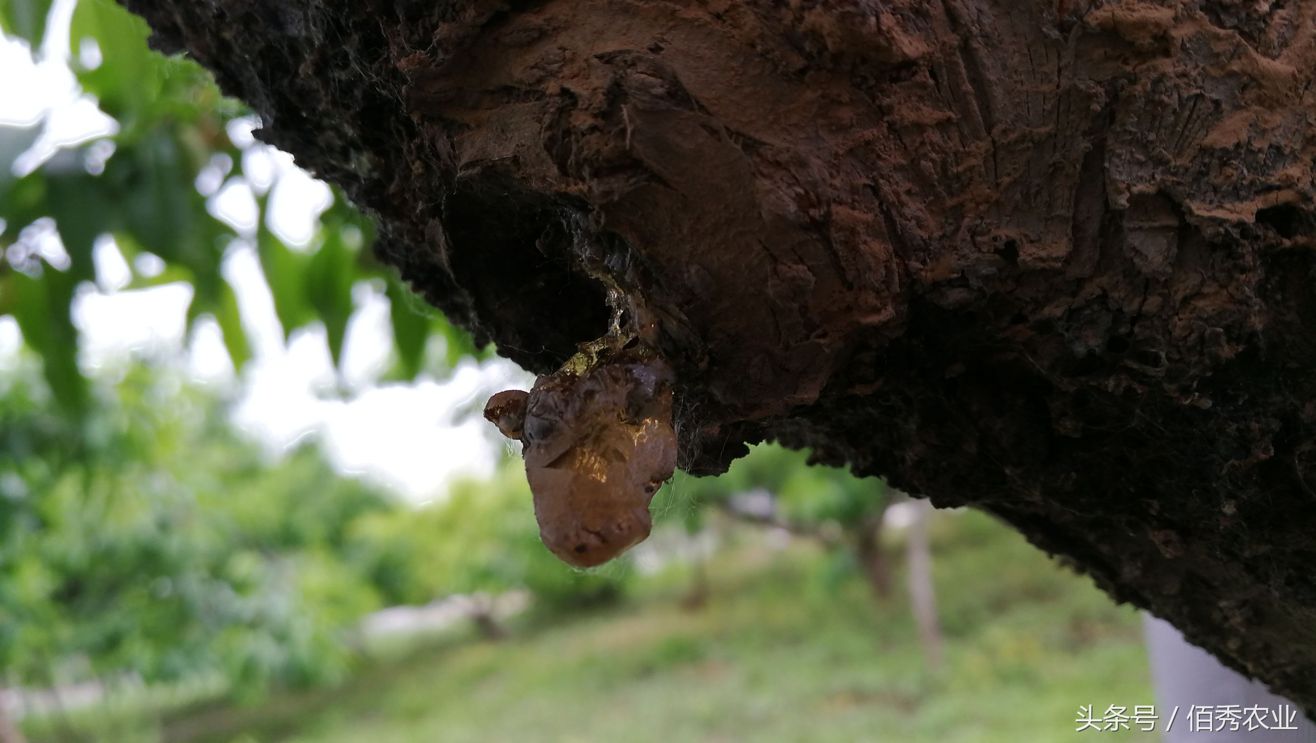 桃树流血,农民流泪,有人却笑了!