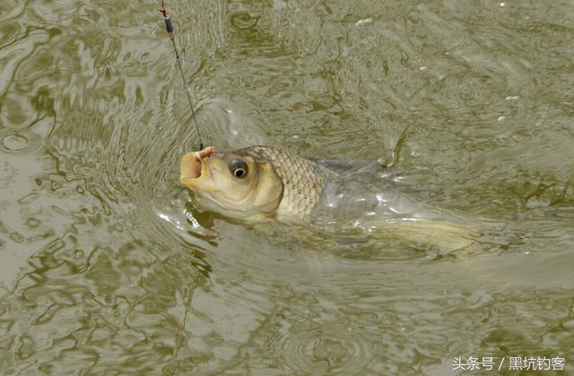夏天垂钓鱼种什么最好养,夏季野钓鱼的变化有哪些
