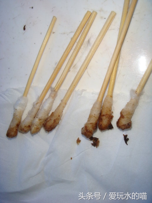 新手养猫怎么预防猫癣加重,养猫知识猫咪伤口抹什么消炎药