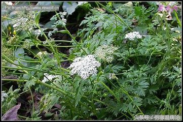 山东济南的当地药材，以章丘为主系列之八木贼，藁本，菊花