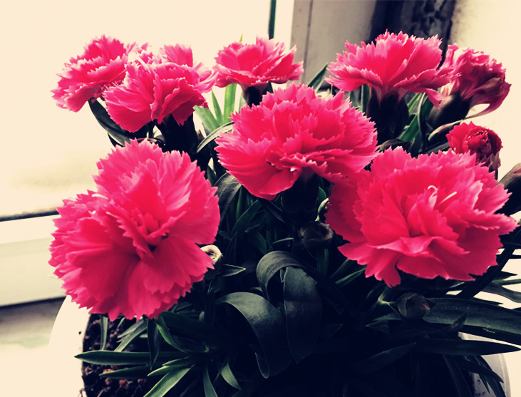 母亲节送什么花最好最合适呢,母亲节送什么花最好最实用