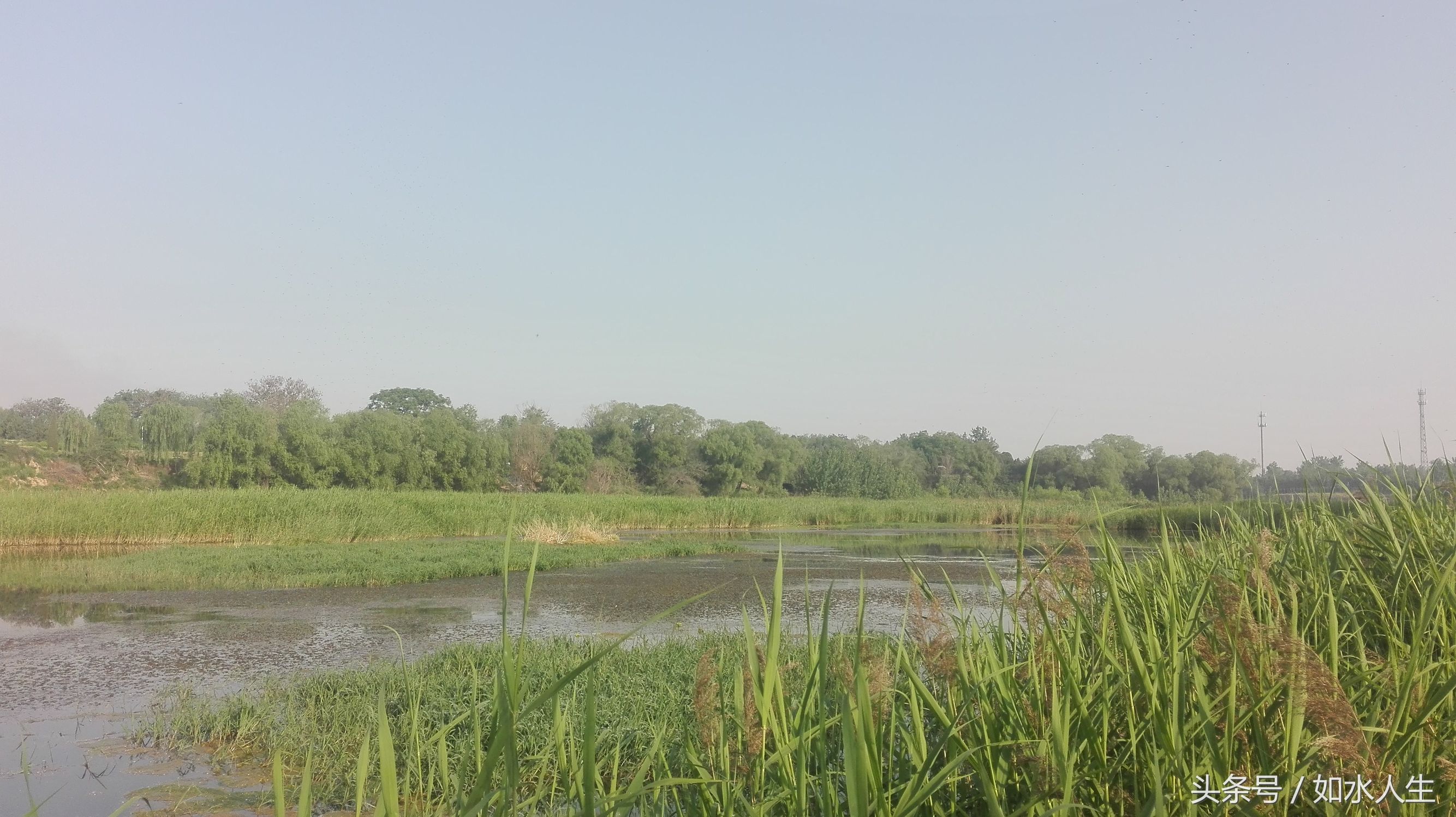 洹河晨色（随笔）