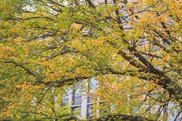 西雅图最浪漫的地方,西雅图一个充满文艺又浪漫的地方