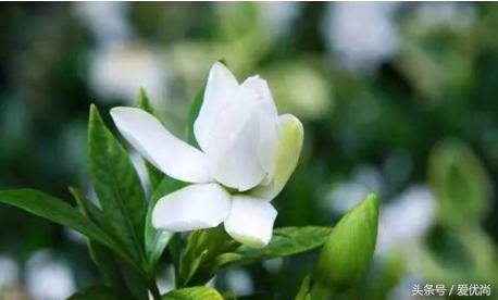 栀子花叶子发黄干枯是怎么回事,栀子花移栽后叶子蔫发黄怎么办