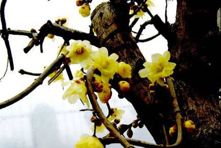 为什么说腊梅是梅花,陆游眼中的梅花是怎样的