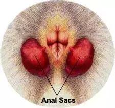 狗狗便血了?!养宠一定要知道的狗狗血便原因