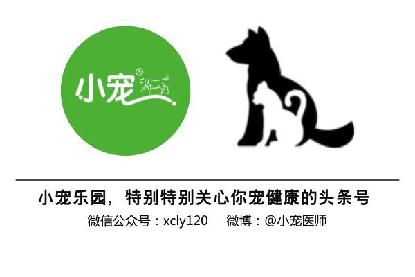 狗狗便血了?!养宠一定要知道的狗狗血便原因