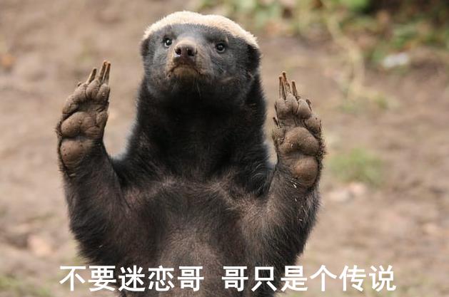 蜜獾一个非洲扛把子的生物,这辈子没怕过谁