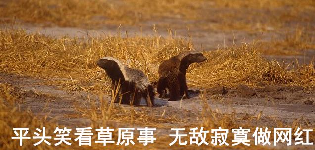 蜜獾一个非洲扛把子的生物,这辈子没怕过谁