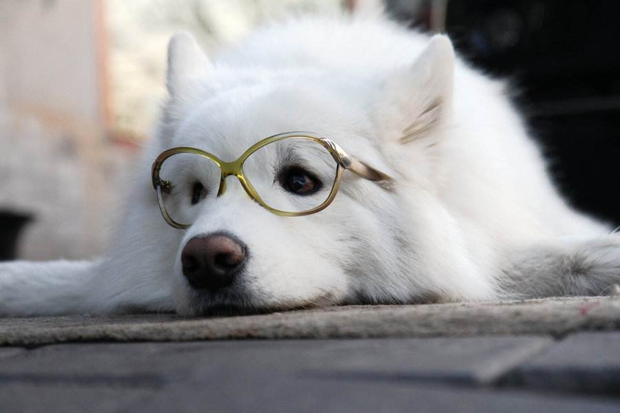 带狗狗逛超市买零食,铲屎官背着狗狗逛街