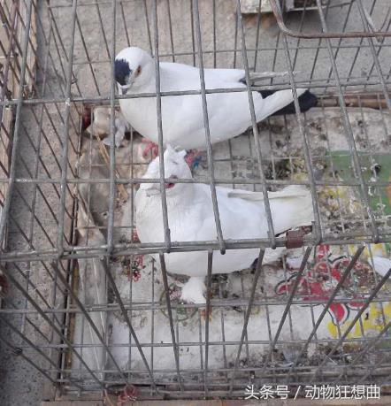 养鸽子能赚钱吗农村,养鸽子赔钱视频