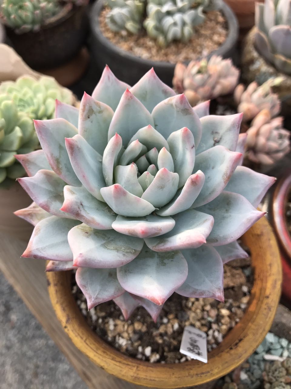 美肉计——粉蓝鸟