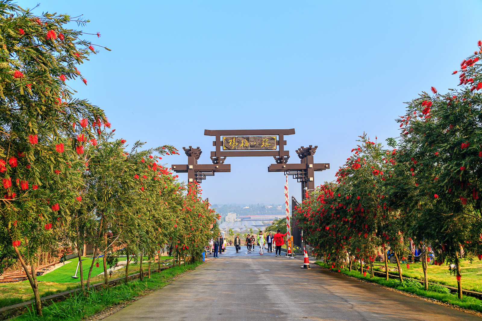 杨梅小镇简介,杨梅小镇的杨梅几月成熟