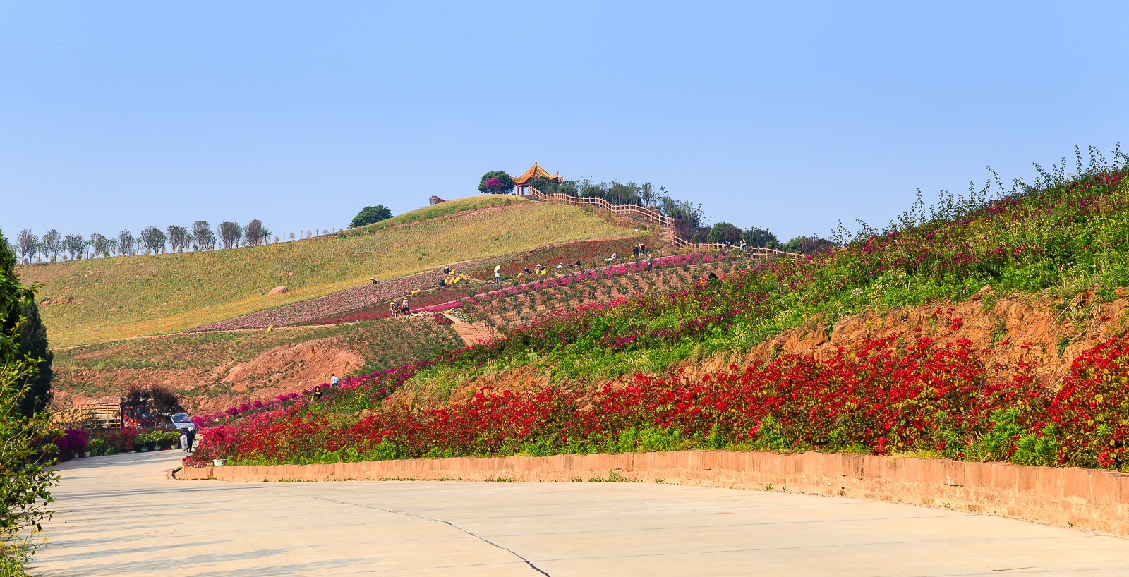 杨梅小镇简介,杨梅小镇的杨梅几月成熟