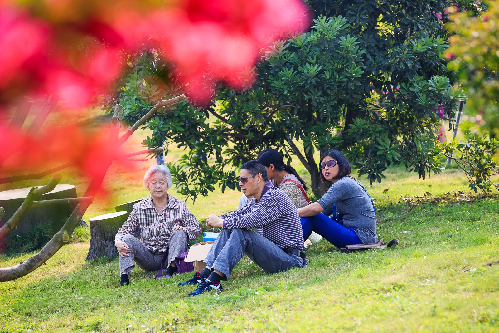 杨梅小镇简介,杨梅小镇的杨梅几月成熟