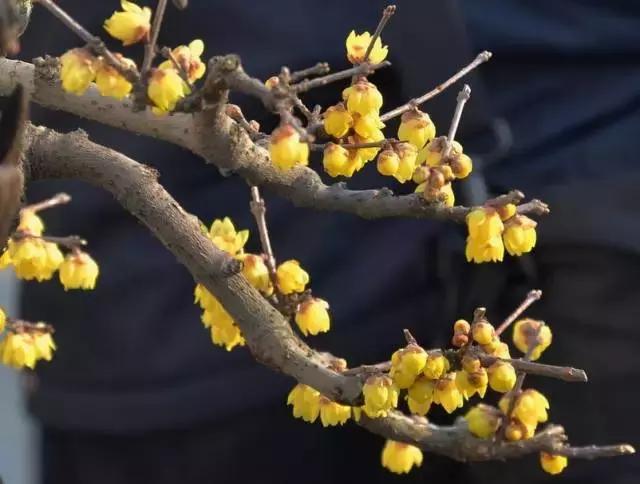 5鏈堜唤鎵︽彃浣曟椂鍙互涓婄泦,澶忓ぉ鎵︽彃鐨勬柟娉曞拰娉ㄦ剰浜嬮」