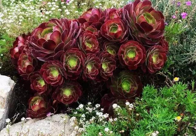 5鏈堜唤鎵︽彃浣曟椂鍙互涓婄泦,澶忓ぉ鎵︽彃鐨勬柟娉曞拰娉ㄦ剰浜嬮」