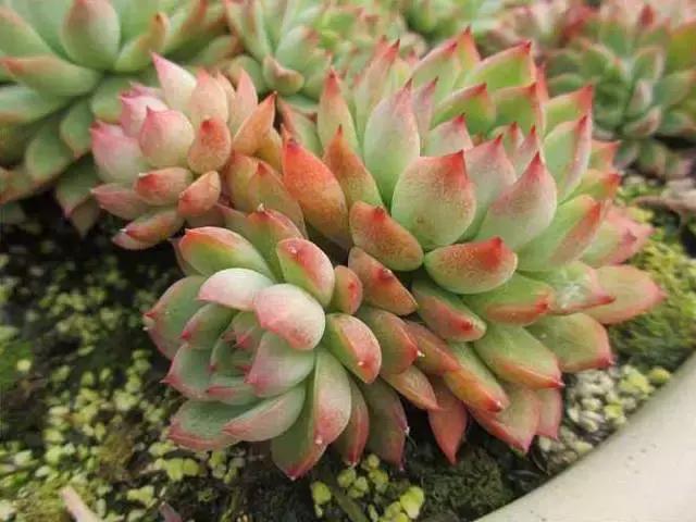 5鏈堜唤鎵︽彃浣曟椂鍙互涓婄泦,澶忓ぉ鎵︽彃鐨勬柟娉曞拰娉ㄦ剰浜嬮」