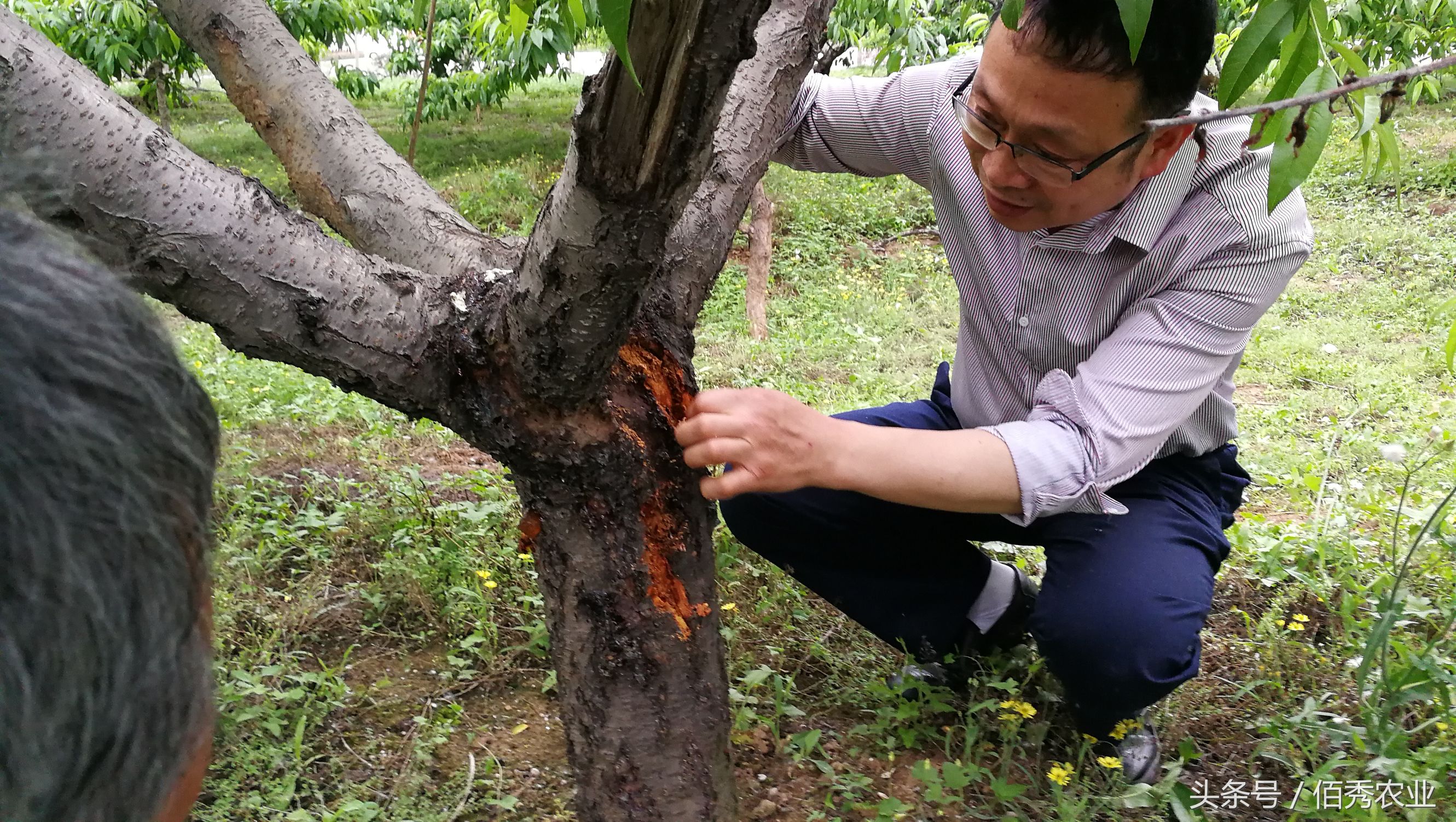 桃树流血,农民流泪,有人却笑了!