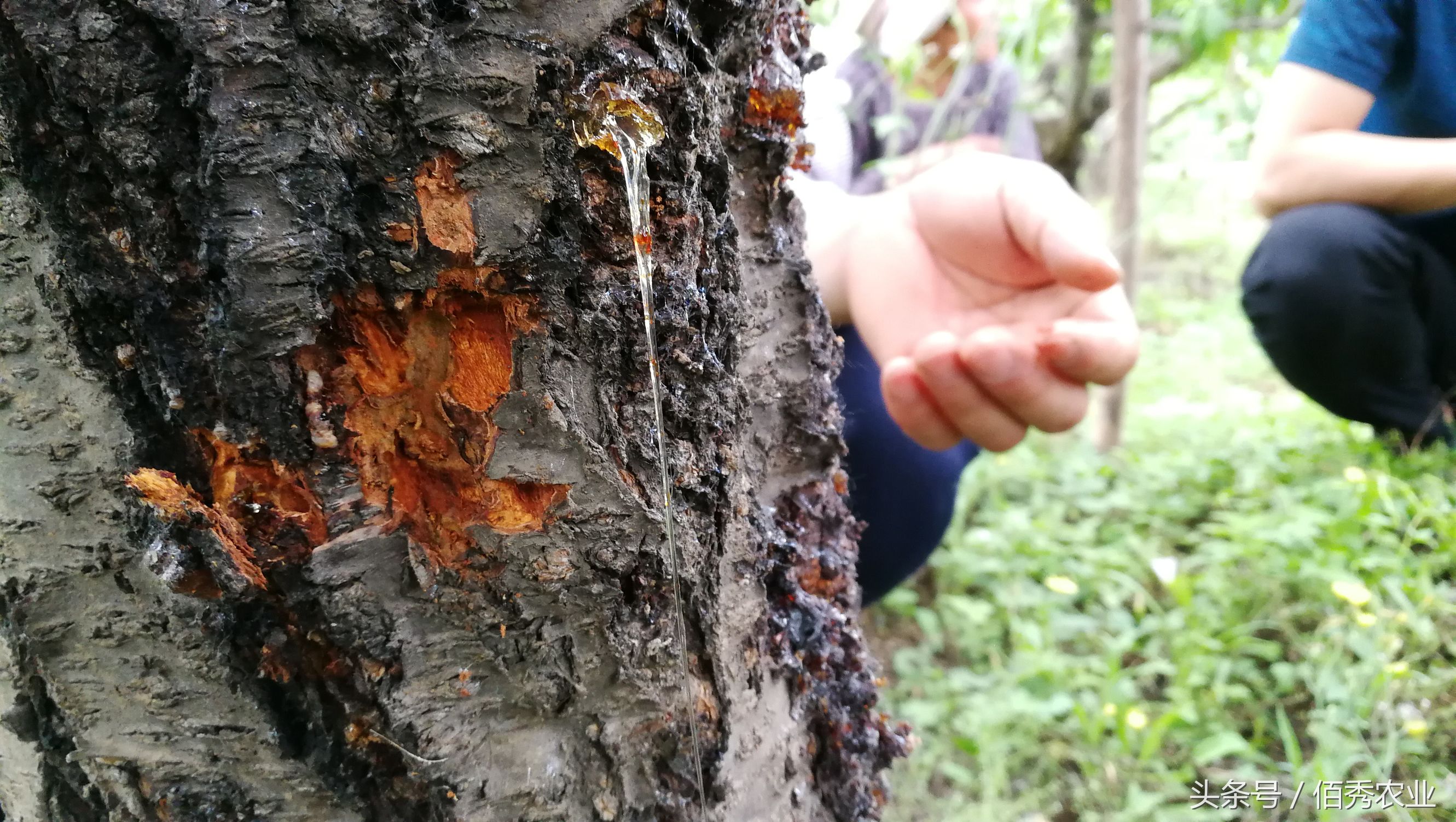 桃树流血,农民流泪,有人却笑了!