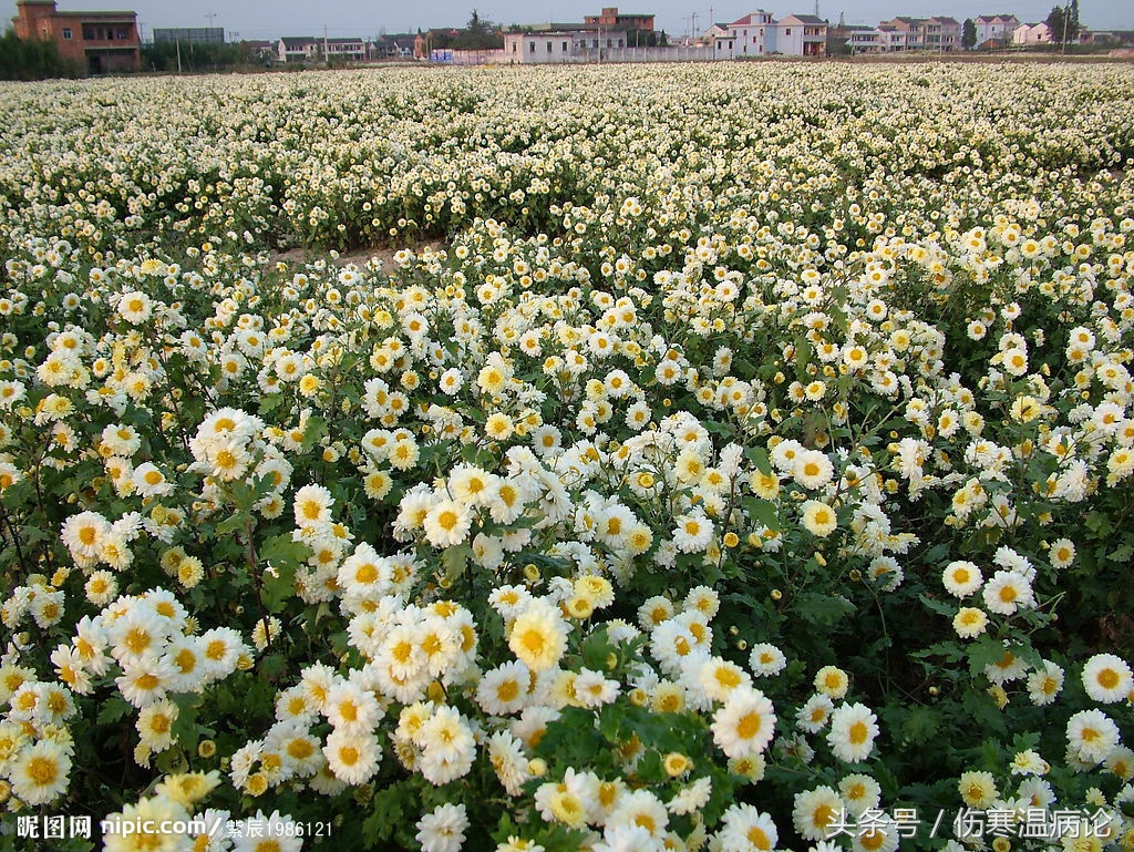 山东济南的当地药材，以章丘为主系列之八木贼，藁本，菊花