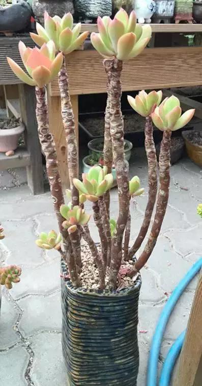 高价多肉老桩也能造假，1年当5年卖！