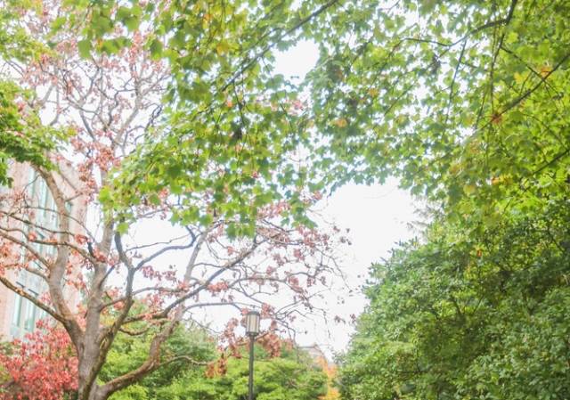 西雅图最浪漫的地方,西雅图一个充满文艺又浪漫的地方