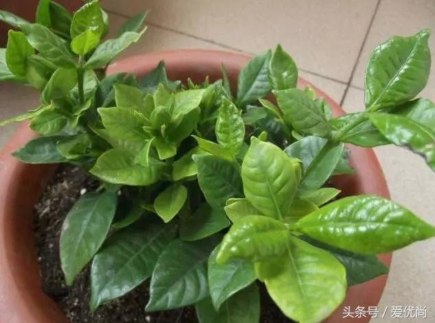 栀子花叶子发黄干枯是怎么回事,栀子花移栽后叶子蔫发黄怎么办