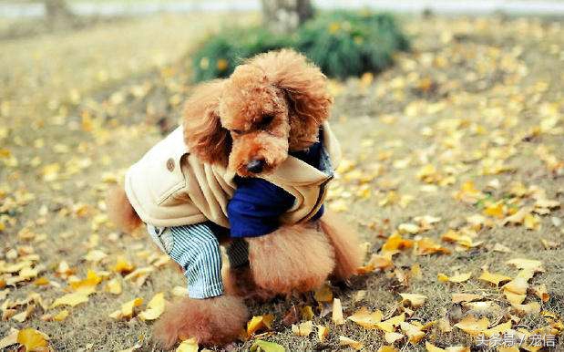 贵宾的尾巴变长了是怎么回事,贵宾尾巴为什么都是短短的