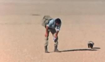 蜜獾一个非洲扛把子的生物,这辈子没怕过谁