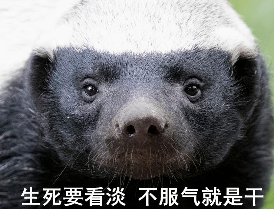 蜜獾一个非洲扛把子的生物,这辈子没怕过谁