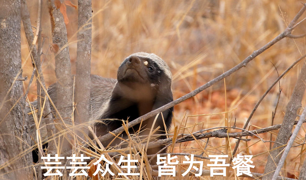 蜜獾一个非洲扛把子的生物,这辈子没怕过谁