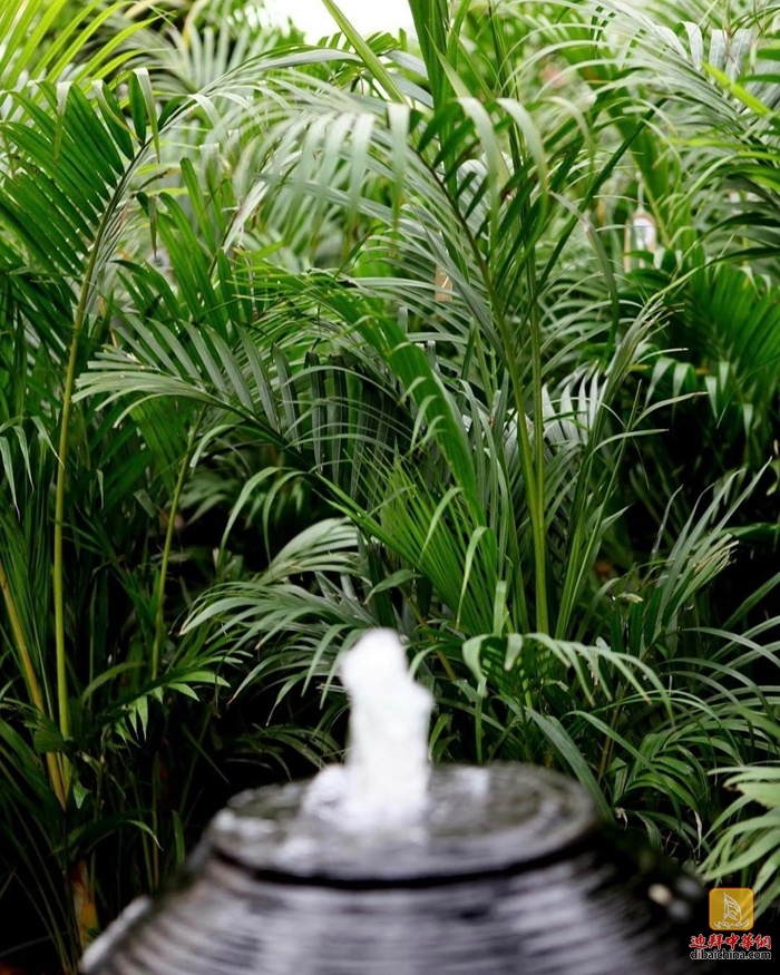 迪拜最大花卉市场在哪里,迪拜有几个花卉市场