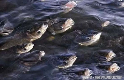 鱼类应激怎么解决,应激反应的鱼会有哪些症状