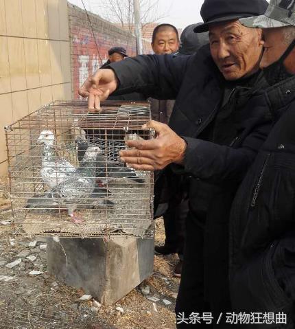 养鸽子能赚钱吗农村,养鸽子赔钱视频