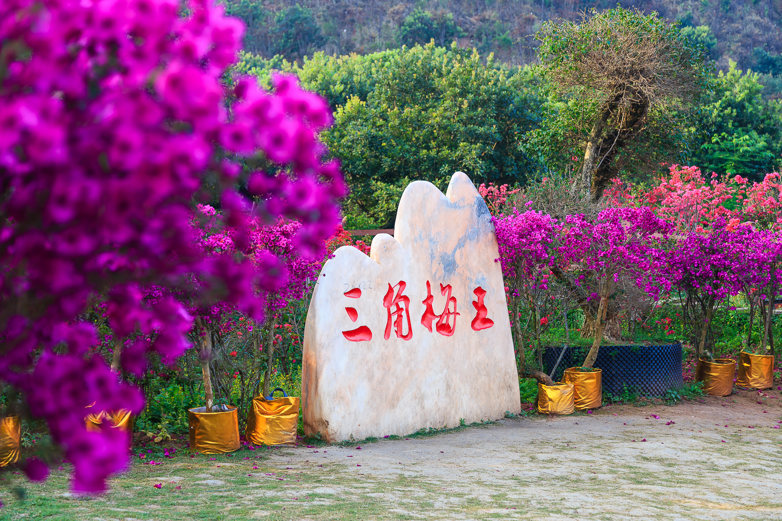 杨梅小镇简介,杨梅小镇的杨梅几月成熟