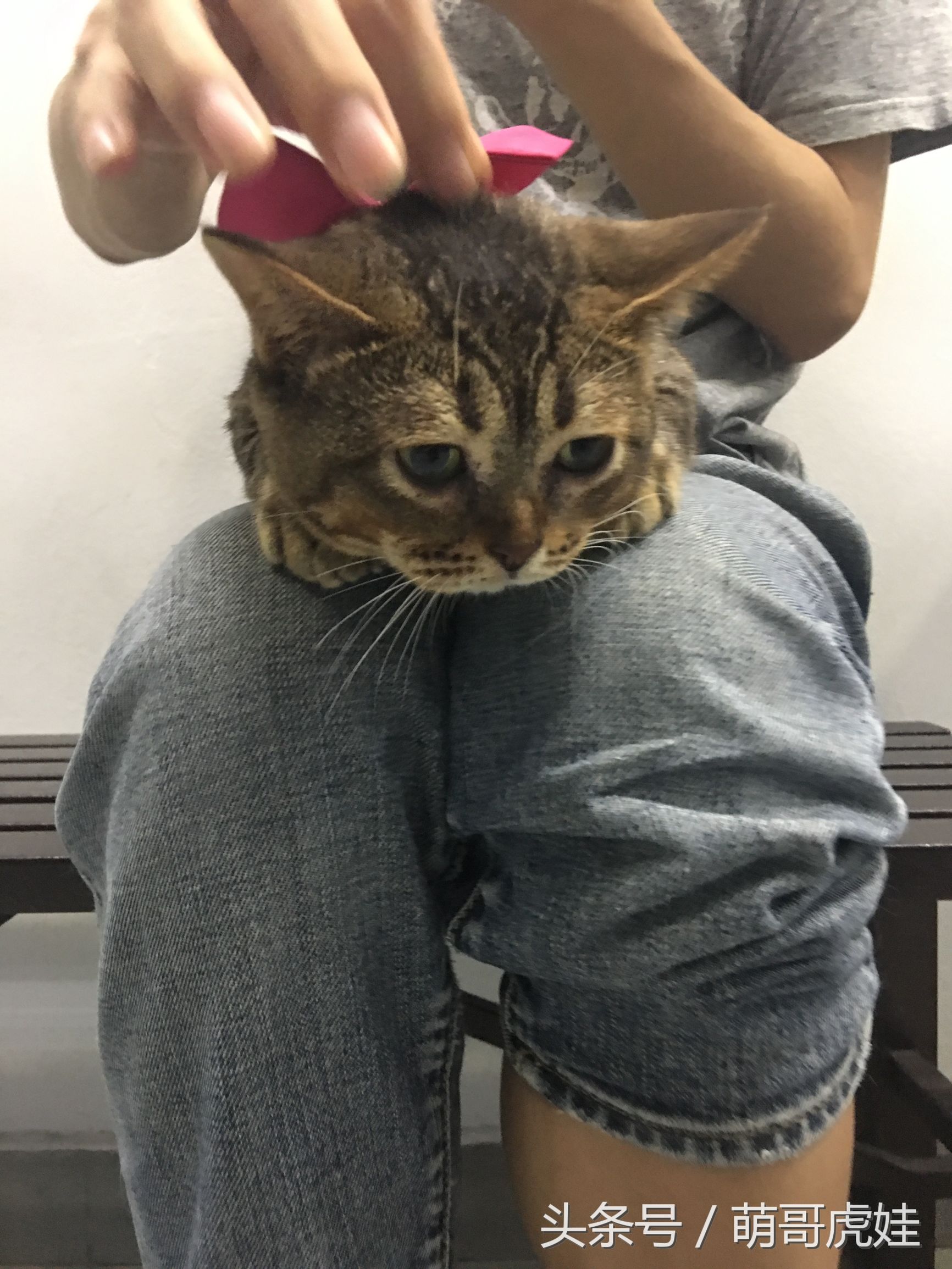 家里的母猫没有怀孕咪咪却变大了，铲屎的：你在外面都干了什么？