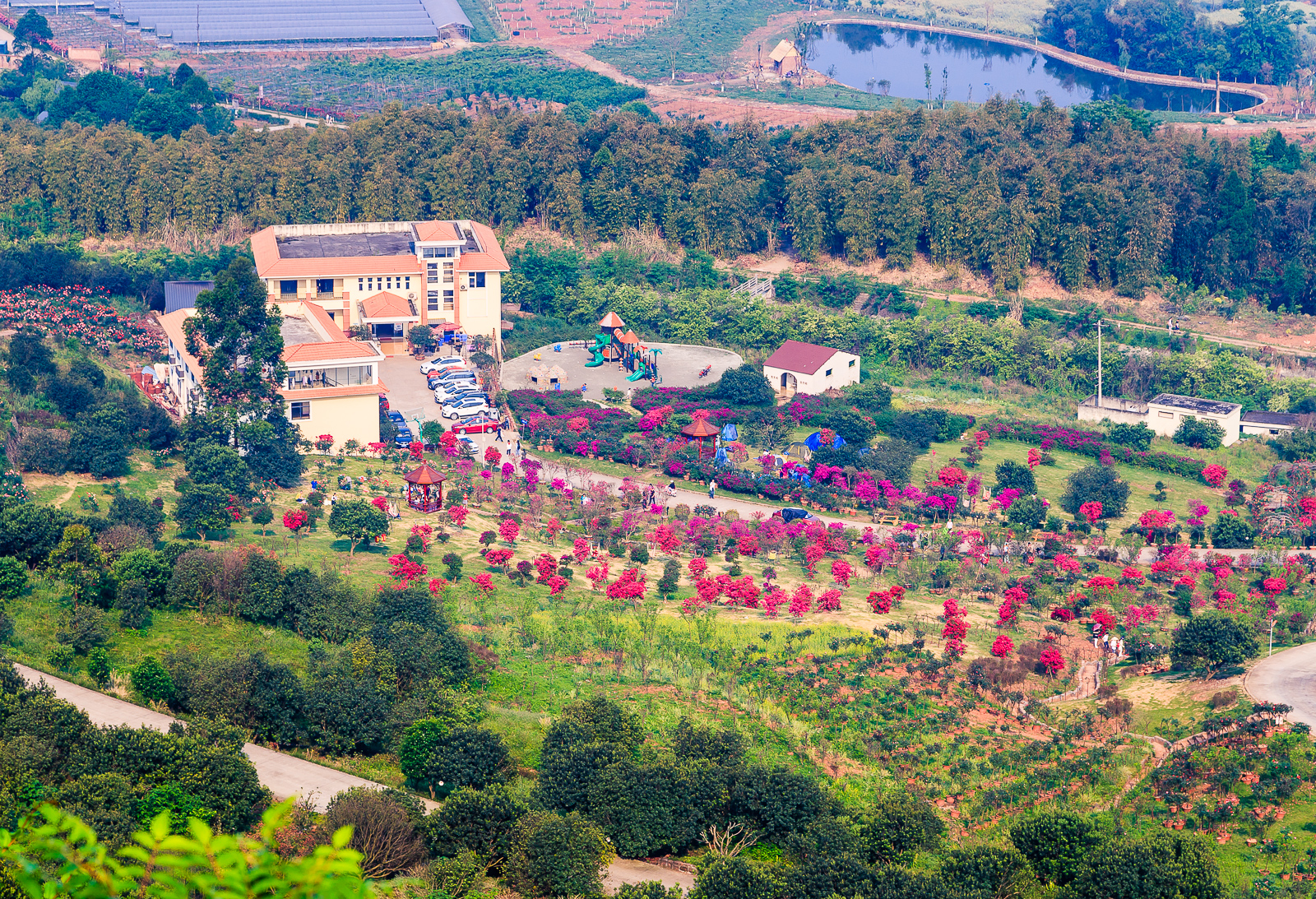 杨梅小镇简介,杨梅小镇的杨梅几月成熟