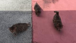 家里的母猫没有怀孕咪咪却变大了，铲屎的：你在外面都干了什么？