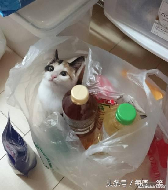 蓝黑白金裙子原图视频,蓝黑还是白金裙子原图