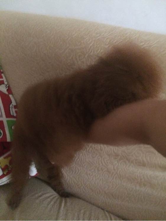 母狗突然狂躁是什么原因,我家的母狗过于活泼怎么办