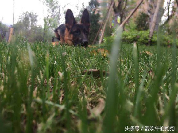 德牧幼犬趴蹄属于什么情况,三个月的幼犬趴蹄啥问题呢