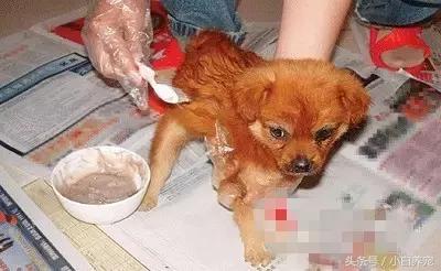 狗贩常用骗术和购犬须知,狗贩子买狗注意事项