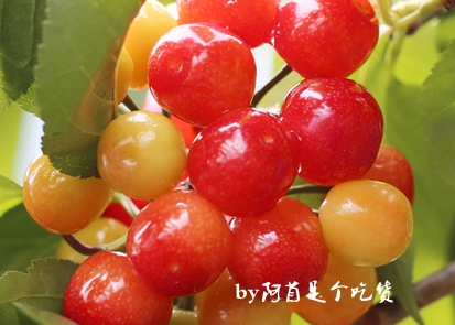 樱桃的季节和品种介绍,樱桃有几个品种哪个品种樱桃好吃