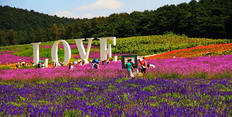 国内薰衣草旅游景点排名前十名,看国内薰衣草去哪里最美