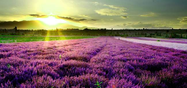 国内薰衣草旅游景点排名前十名,看国内薰衣草去哪里最美