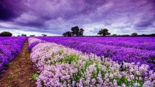 国内薰衣草旅游景点排名前十名,看国内薰衣草去哪里最美